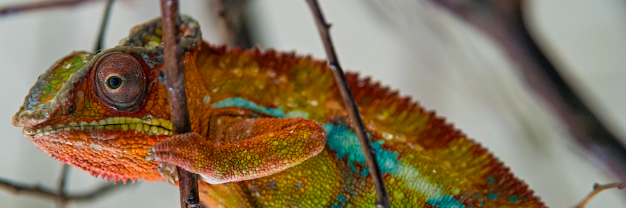 Chameleon - The Color API