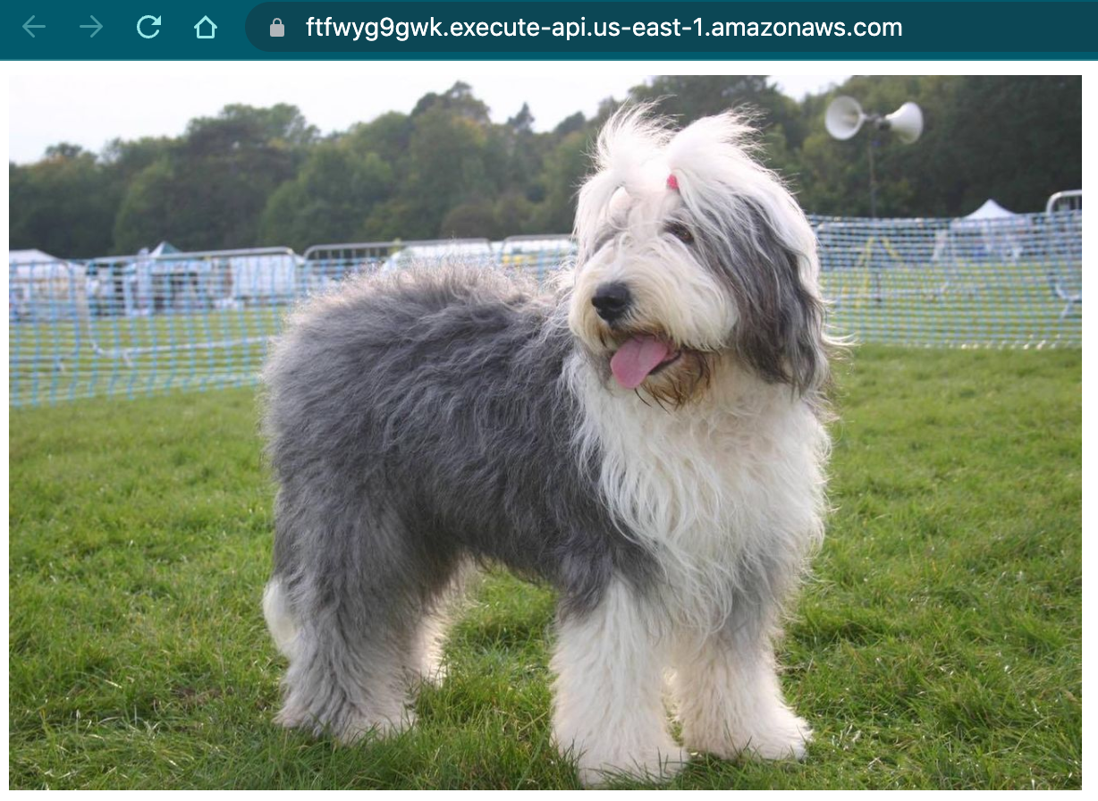 Screenshot of a dog image being rendered in the browser as a result of our API